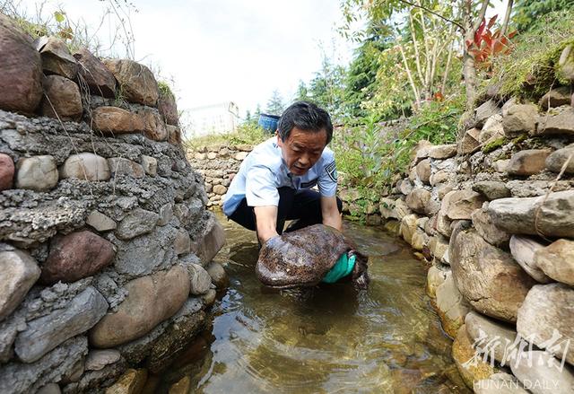 “仿生态”技术救护繁育大鲵