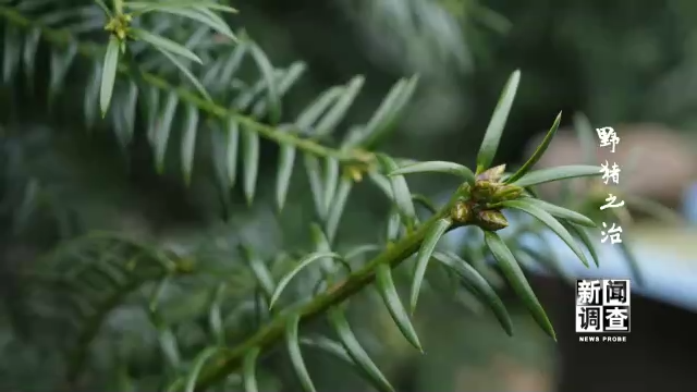 野猪之治 如何维护生态系统动态平衡？