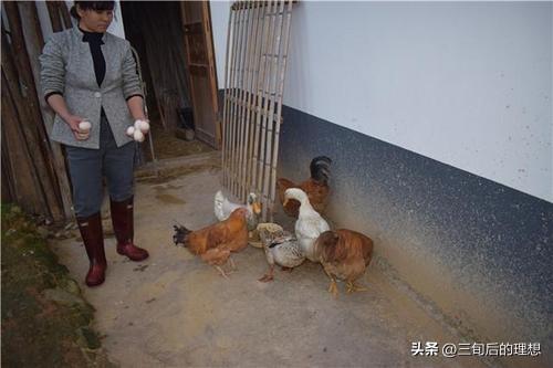 禽病防控：抓住不同类型禽病的防控重点和方法，减少家禽发病率