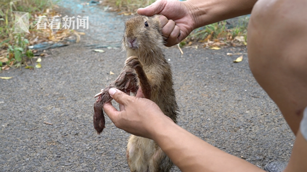 全国严查下，杭州多个市场仍在卖活杀野味！摊贩暗示有人照顾