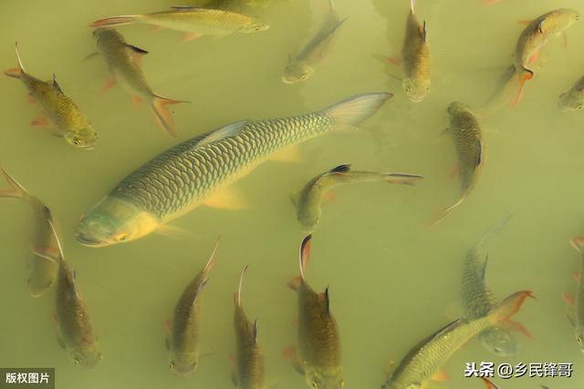 水库主养草鱼混养鲫鱼技术，调整养殖结构与管理模式，增产提质