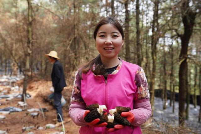 昆明阳宗海风景名胜区：小小羊肚菌撑起村民“致富伞”