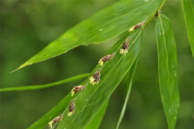 竹子和水稻竟能杂交？生出来的竹稻最高近2米，还带有竹子清香