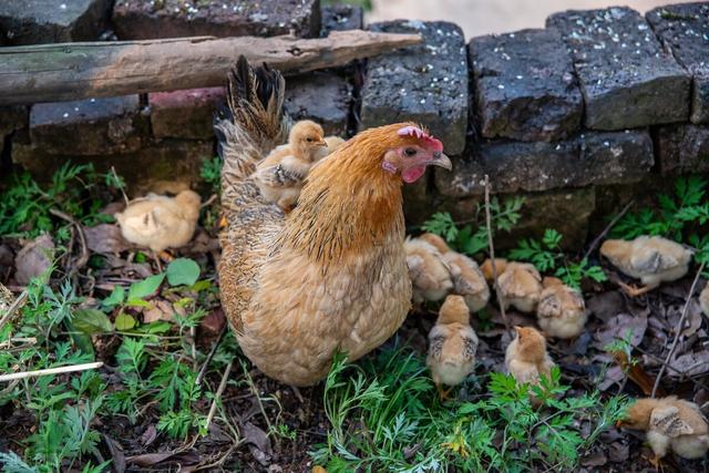 我用水泥池养殖黄鳝，投入两百条鳝鱼苗，养了四个月，结果怎样？