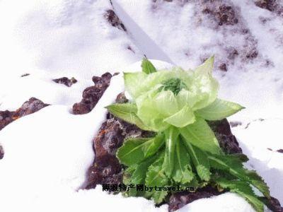 天山上吉祥的雪莲花