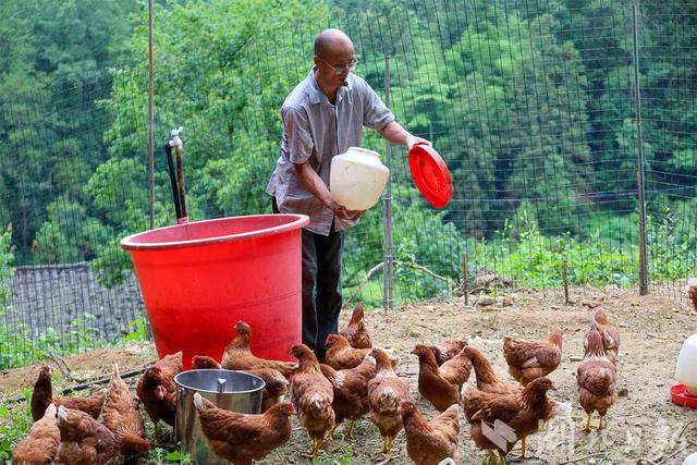 咸丰：土鸡认养唤醒“休眠”合作社