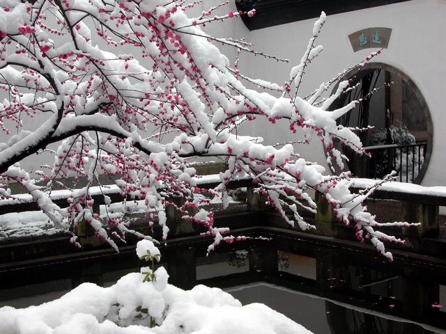 冬天想要赏“红梅”，必须这样养，一盆梅花，一处风景