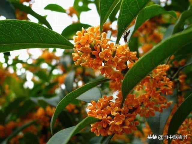 桂花怎么养？教你5个养殖方法，花开百朵满屋香