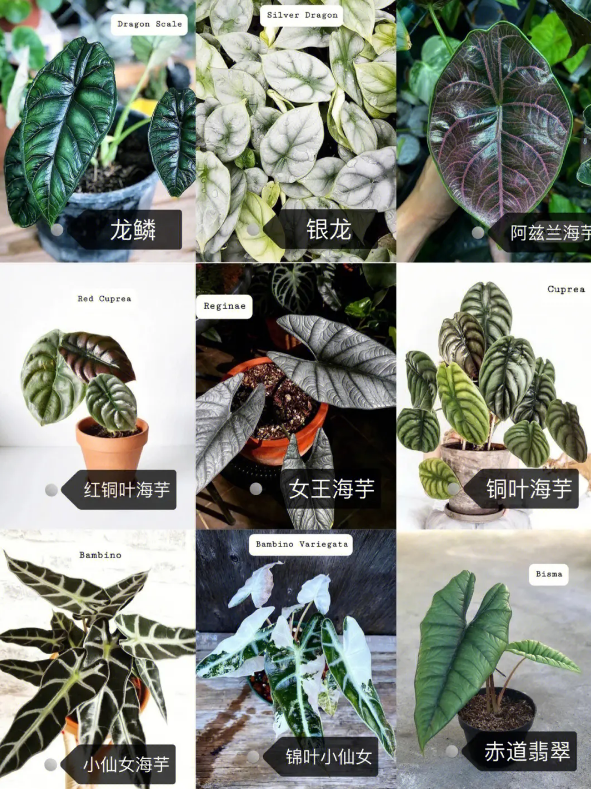 五种适合懒人在家养殖的网红绿植，风格百搭，轻松提升家居设计感