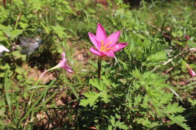 龙泉路上藏着神秘农庄，巴蜀烤全羊、黄金烤香猪，皮脆肉嫩，太诱人