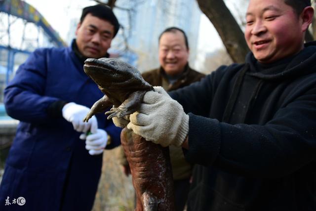 娃娃鱼作为保护动物也能养殖？已经有人靠这个项目收入过千万了！