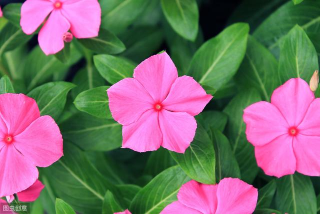 长春花不会养？掌握这3个要领，植株生长旺盛花多又鲜艳