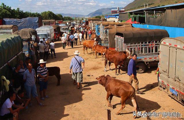 弥勒这里的肉牛，一年买卖超8亿元