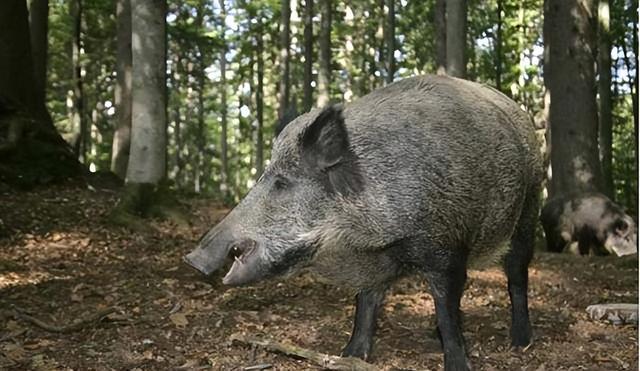 “野猪肉”要上市了？陕西对20万头野猪大开杀戒，它们犯了啥错？