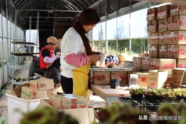 花艺新宠！嵩明有个食虫植物“千奇王国”