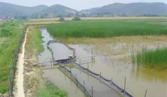 池塘养殖小龙虾，零基础教学！（新手必看）.