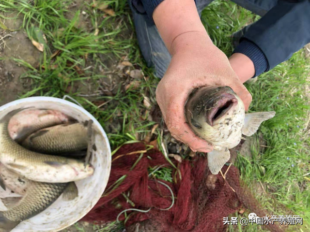 鱼瘟又来了？养殖户捞死鱼捞到手软！塘口天天死鱼，鱼价越涨养殖户越郁闷