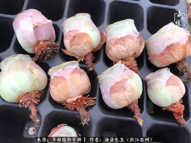 度夏中的多肉玫瑰该如何唤醒？什么时候唤醒？相关注意事项你要懂