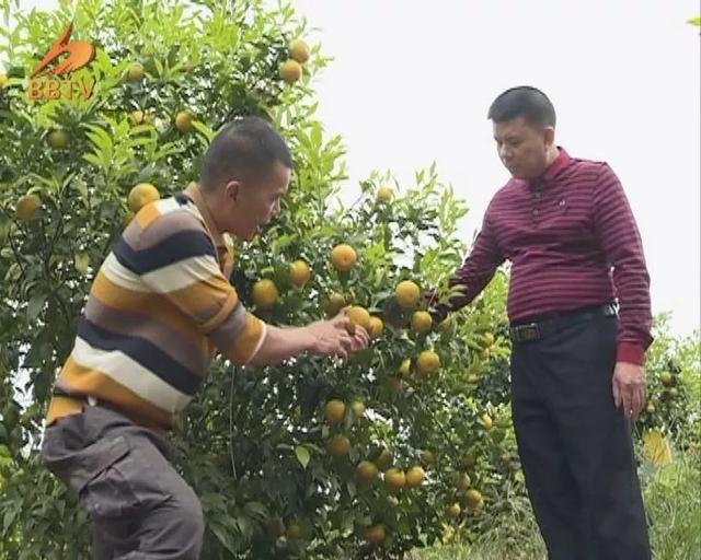 朱汝树：游子回乡当支书，强村富民有门路