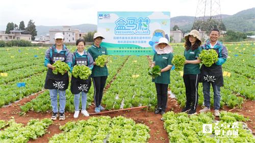 昆明有个全国最大的有机蔬菜盒马村 这的庄稼人年轻了20岁