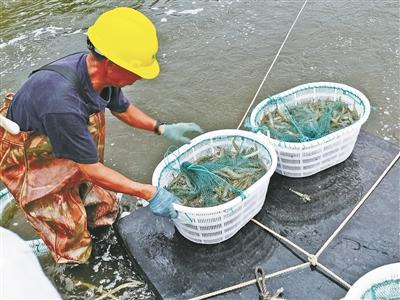 海水虾养殖，提质增效如何觅新途？