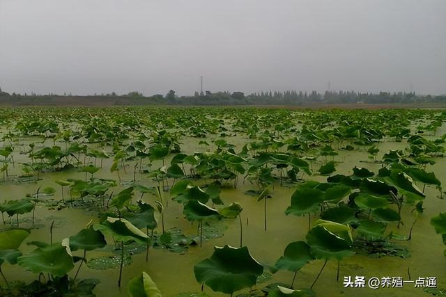 藕塘套养黄鳝、泥鳅，一塘三收，生态+高效，生物改底、易调水