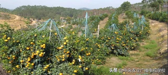 【农广天地】山地改土种沃柑