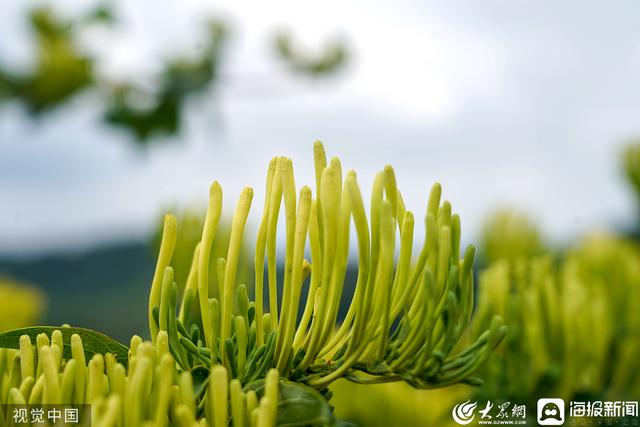 济南发布“特色林果”赏花地图 10余种花、40处赏花地等你来赏