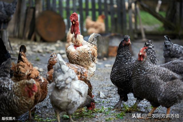 自配料养鸡，黄金比例配方，营养丰富降成本！建议收藏