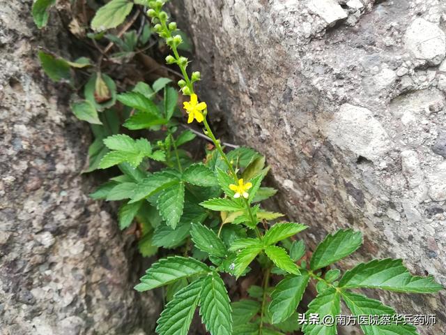 草名龙芽、药名仙鹤：上补肺肝脾，中能消积，下止泻痢，还能止血