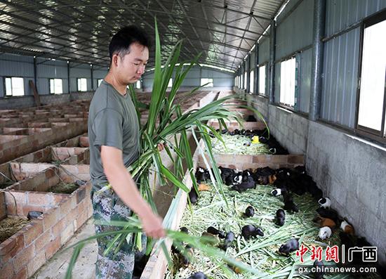 广西环江：养荷兰鼠发“洋财”