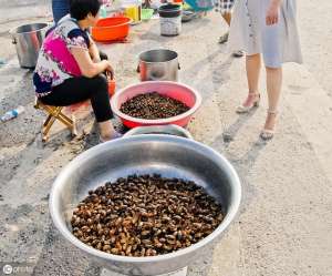 人工养殖金蝉几年出蝉(农村好项目之金蝉养殖：树下养金蝉，轻松把钱赚)