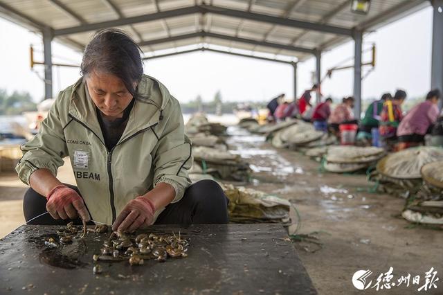 “软黄金”敲开致富门