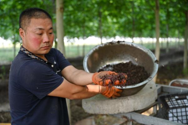 河北柏乡：蚯蚓养殖拓宽增收路