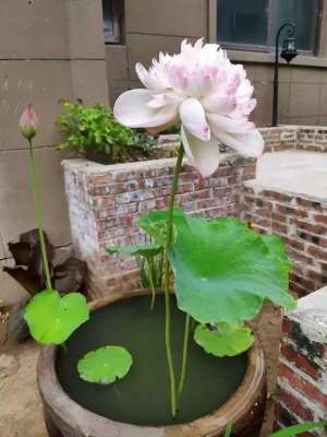 庭院养殖泥鳅(庭院水缸种藕正当时，夏能赏花，秋能吃藕，两全其美)