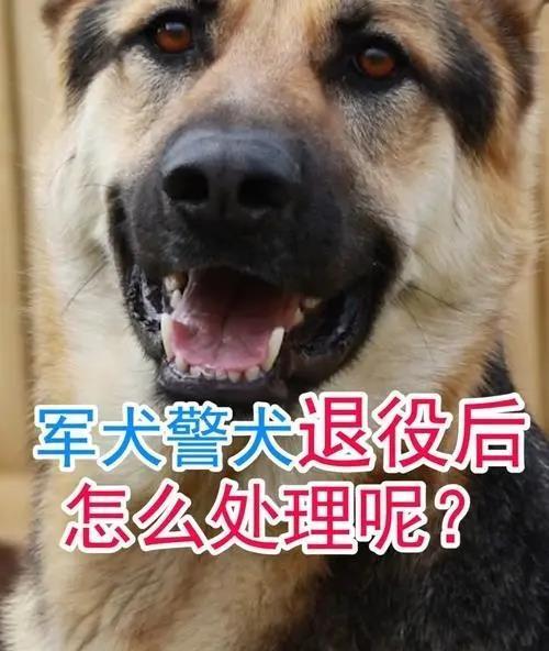 2021年的时候，沈阳警犬基地“拍卖”过54只“考编失败”的警犬