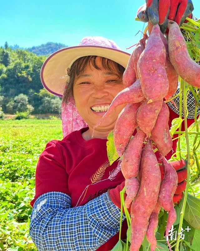 梅州：治“荒”有方，粮食满仓｜土地不撂荒 发展有希望⑧