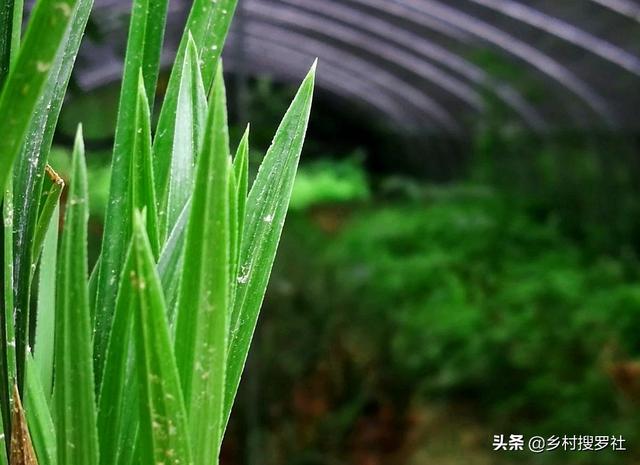 如何让兰花新芽不死？提高新苗成活率的关键，3怕3喜欢