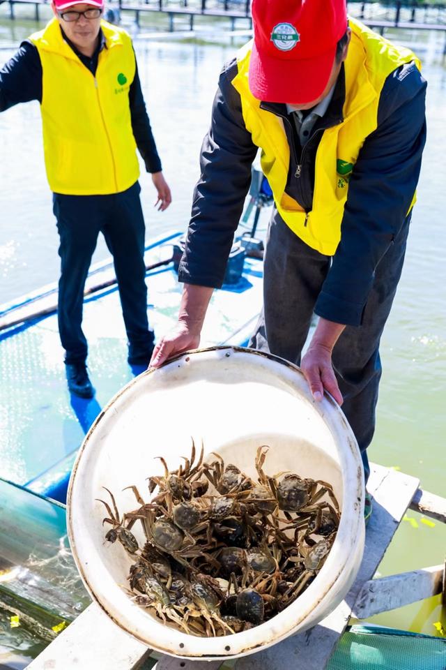 水中迎秋收！崇明清水蟹开捕