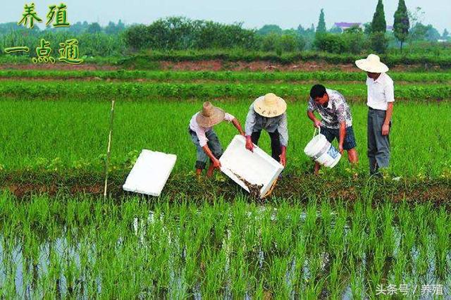 泥鳅的自然繁殖和人工繁殖，农田套养泥鳅增效显著