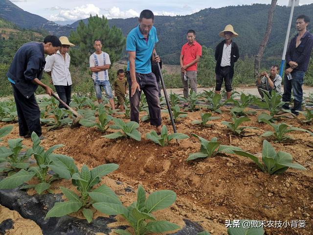 菌肥：一年用几次？什么时间用？每次用多少量？怎样使用效果好？