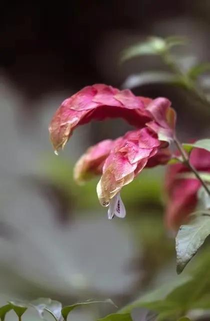 分享外形独特，花姿优美，色彩艳丽，层层叠叠的虾衣花