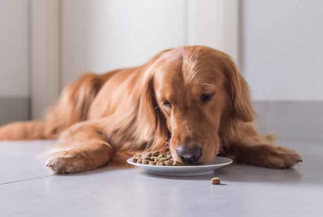 七条实用经验分享，让你更好地饲养金毛犬