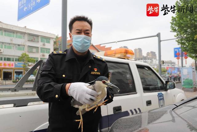 灌南综合执法局执法人员巡查路上救助了一只“夜鹭”