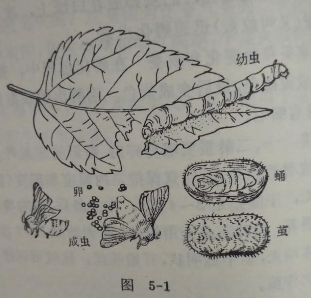 家庭小实验    蚕的饲养和观察