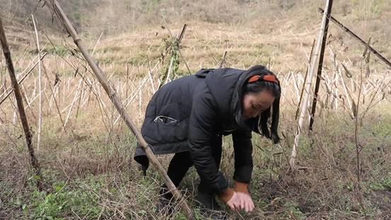 您好，毕节：招蜂村官、种药妹、苦荞姐，他们的真实身份却是……