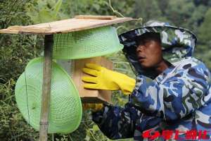 湖南怀化胡蜂养殖基地(不等不靠谋新路 自力更生奔小康——鹤城区凉亭坳乡尹家岭村易地扶贫搬迁户夏昌春脱