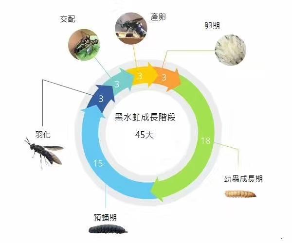 让黑水虻吃粪便，吃餐厨，山东农民刘杰养水虻销“虫蛋”年入百万