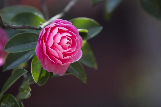 养殖茶花，搞好这4点，花朵顺利开满枝！