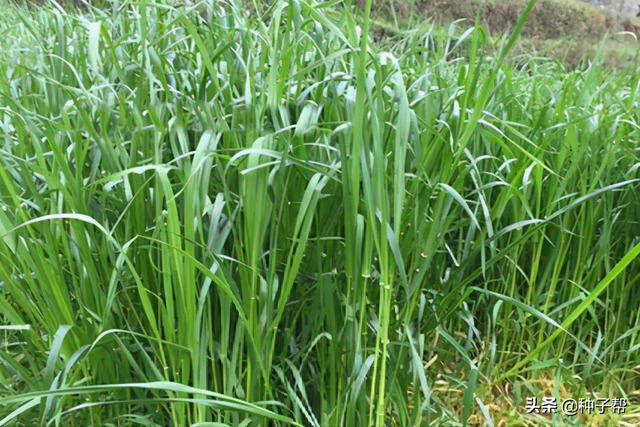 黑麦草养鱼技术，怎么喂长势快？它的适口性好，种植成本还又低